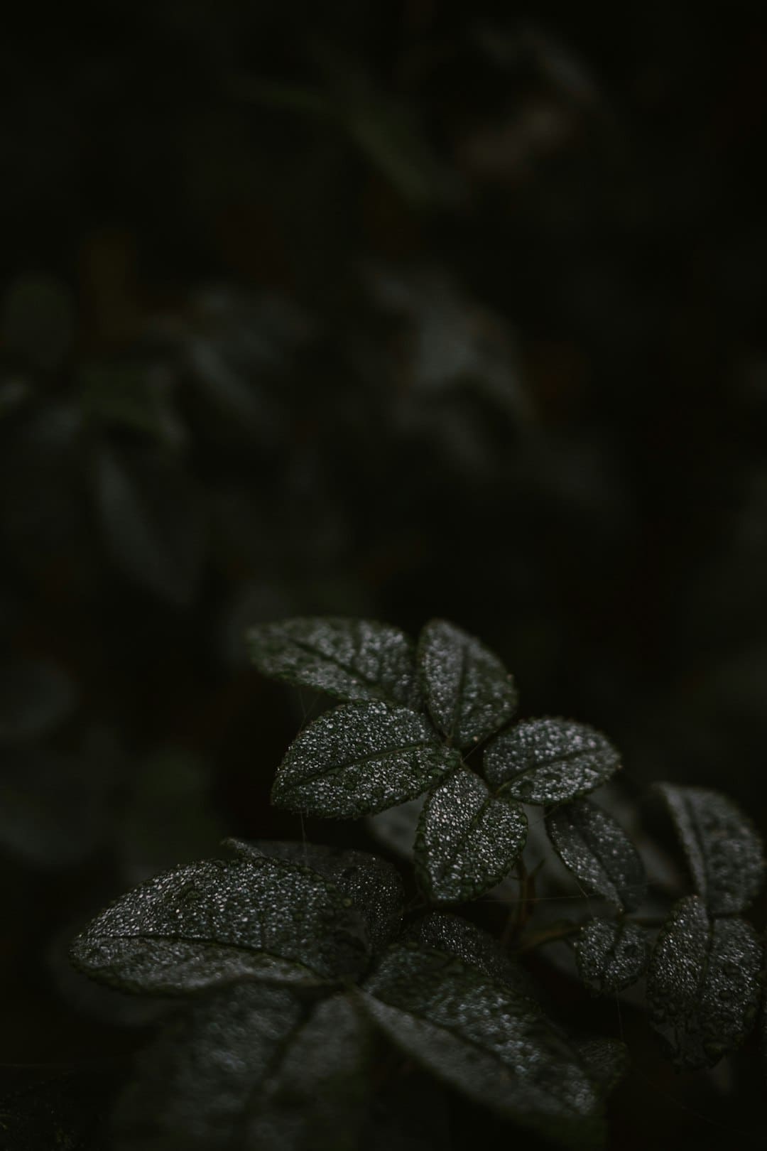 普京与特朗普新一轮会谈何时进行？俄方回应：可能是近期